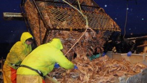 Alaska King Crab Deckhand